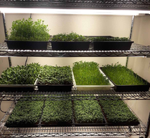 stainless steel shelves with trays containing seedling plants.